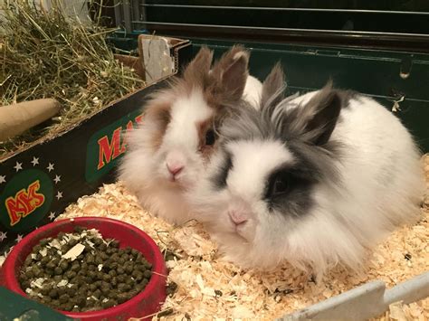 lionhead rabbit pets